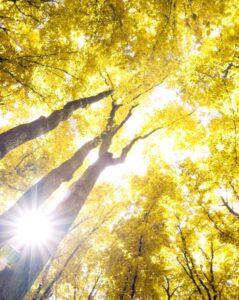 Coachwalk-and-talk-im-Wald-by-konturis