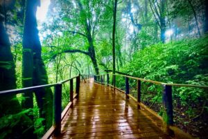 Coachwalk-festgetretene Pfade verlassen und energiegeladen neue Wege gehen